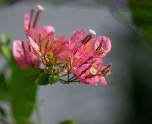 植物园盛开的三角梅