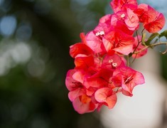 植物园盛开的三角梅