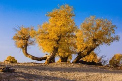 外出随拍（682）.