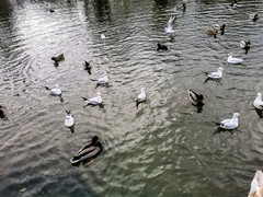 拜年贴--湖景鸟摄