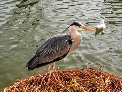 拜年贴--湖景鸟摄