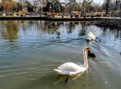 拜年贴--湖景鸟摄
