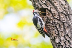 林中啄木鸟（58）