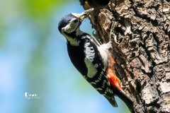 林中啄木鸟（58）