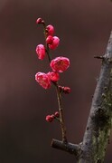 红梅(17)