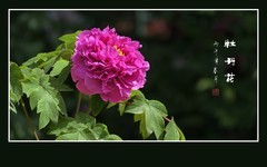 唯有牡丹真国色，靓艳枝头富贵花