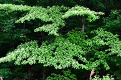 寻找夏日里惬意的绿意融融