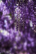 梦 幻 的 紫 藤