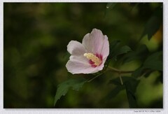 木槿花【丙午年-312】