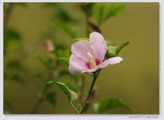 木槿花【丙午年-312】