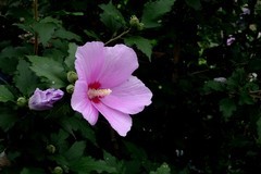木槿花