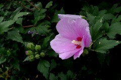 木槿花