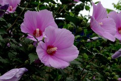 木槿花