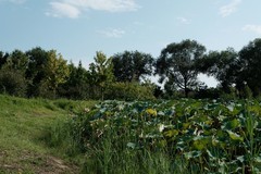 郊野公园