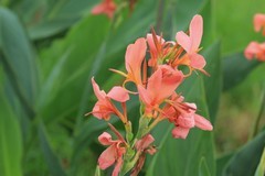 拍摄花卉一（802）