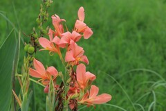 拍摄花卉一（802）