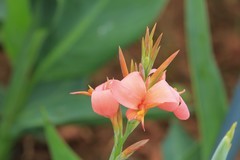 拍摄花卉一（802）