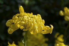 济南趵突泉第46届金秋菊展-7