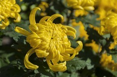 济南趵突泉第46届金秋菊展-7