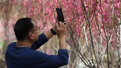 春节游园赏梅花