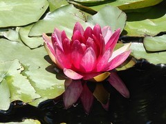 拍摄花卉一（1071）
