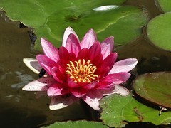 拍摄花卉一（1071）