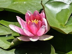 拍摄花卉一（1071）