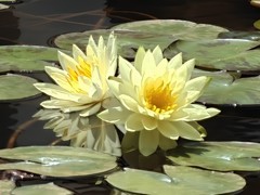 拍摄花卉一（1072）