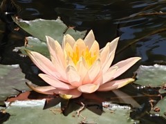 拍摄花卉一（1072）