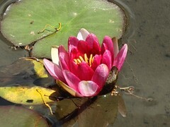 拍摄花卉一（1072）