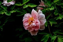 四月牡丹冠群芳