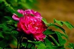 四月牡丹冠群芳