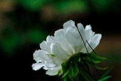 四月牡丹冠群芳