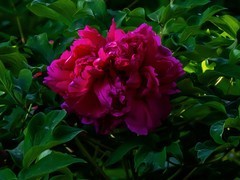 花开富贵—7—(牡丹)