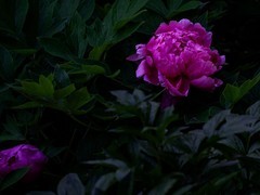 花开富贵—7—(牡丹)