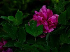 花开富贵—7—(牡丹)