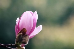 玉兰花（四）