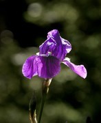 春花灿烂（24）