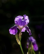 春花灿烂（24）