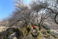 自驾益泉青梅林（2026）