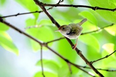 一组连拍…树上的鹪莺