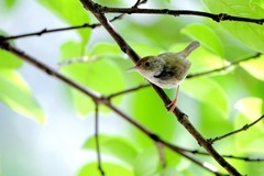 一组连拍…树上的鹪莺