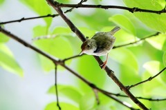 一组连拍…树上的鹪莺