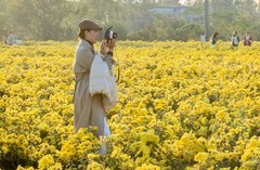 战地黄花分外香