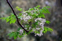 066【不老松：二游海南纪实】临高长島兰湾的楝！