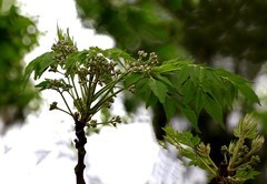 066【不老松：二游海南纪实】临高长島兰湾的楝！