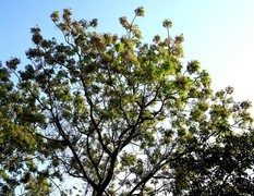 066【不老松：二游海南纪实】临高长島兰湾的楝！