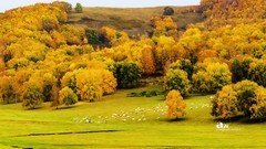 金秋乌兰布统——杨树背（9）