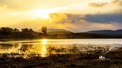 金秋乌兰布统——杨树背（9）