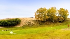 金秋乌兰布统——杨树背（9）